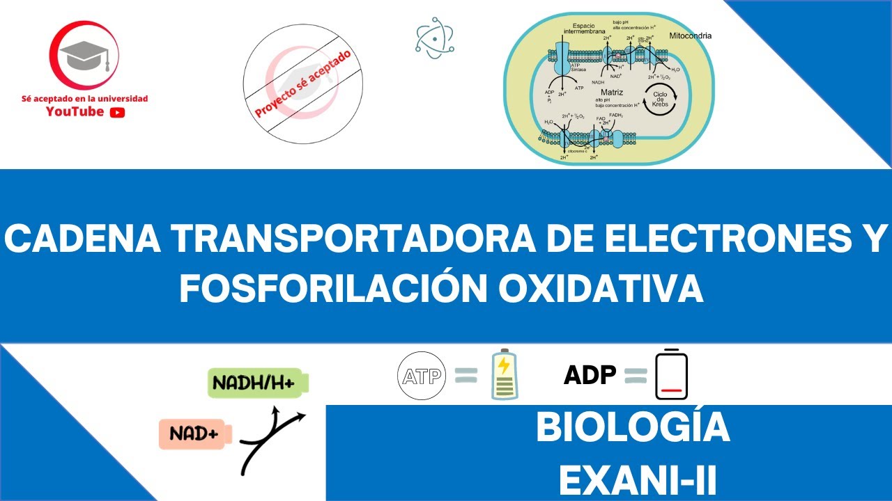 CADENA DE TRANSPORTE DE ELECTRONES Y FOSFORILACIÓN OXIDATIVA | BIOLOGÍA | EXANI-II
