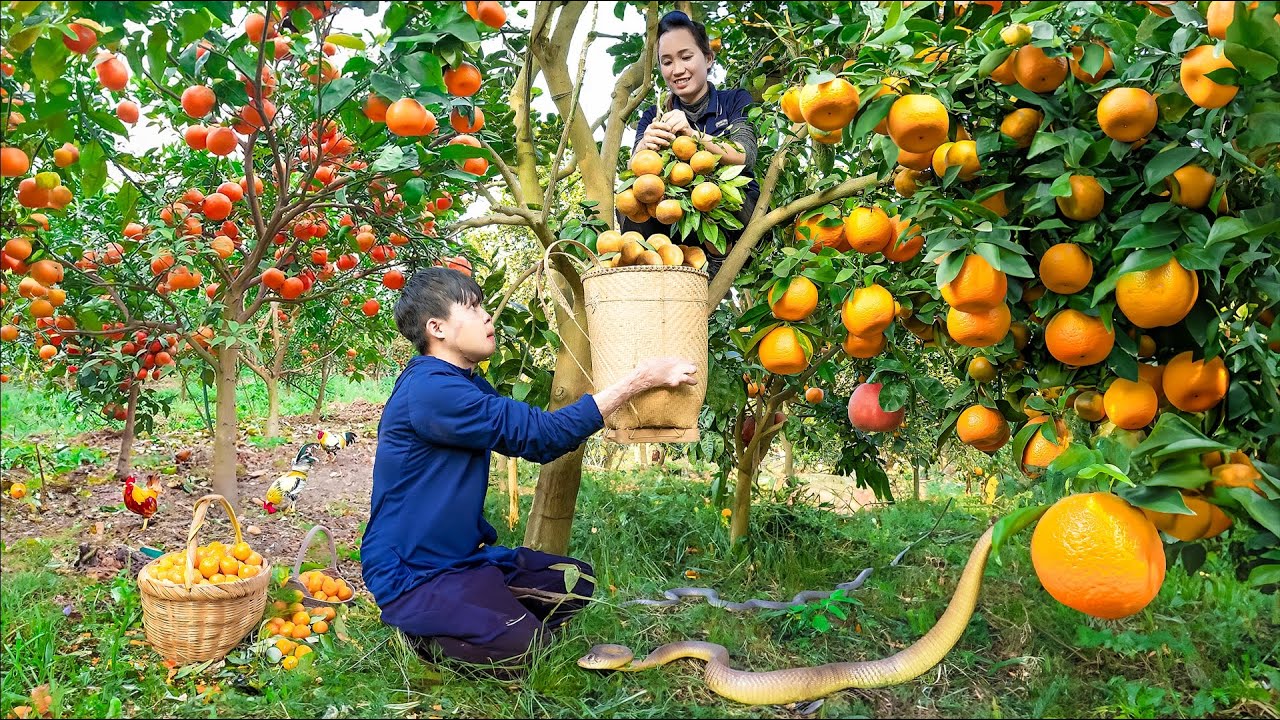 Harvesting SNAKE ORANGE - Make Herbal Tea Goes to the market sell - Lý Thị Hoa