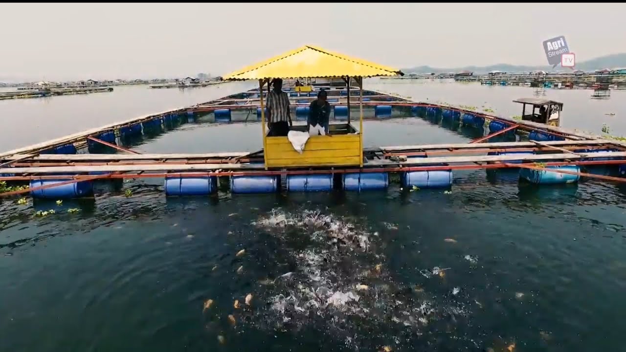 AgriStream TV - Asa Pembudidaya Dalam Pekatnya Waduk Cirata
