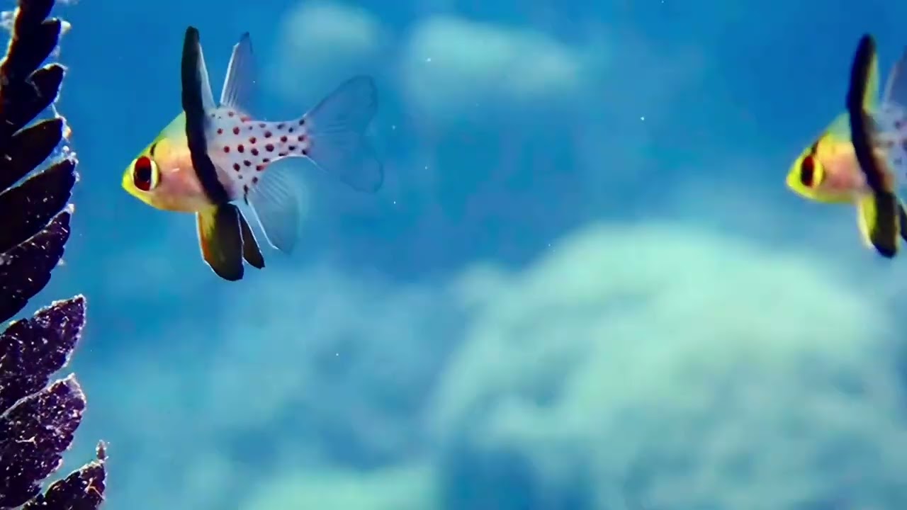Pajama Cardinalfish