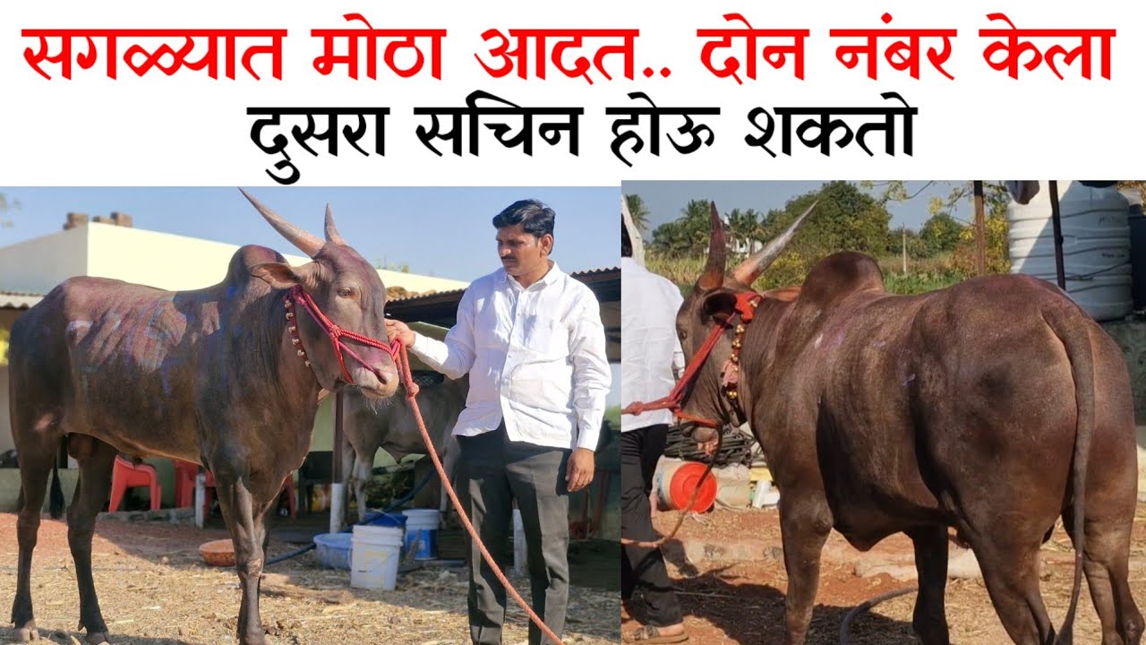 नातेपुते लोणंद करांचा शिंगर्या दोन नंबरचा मानकरी