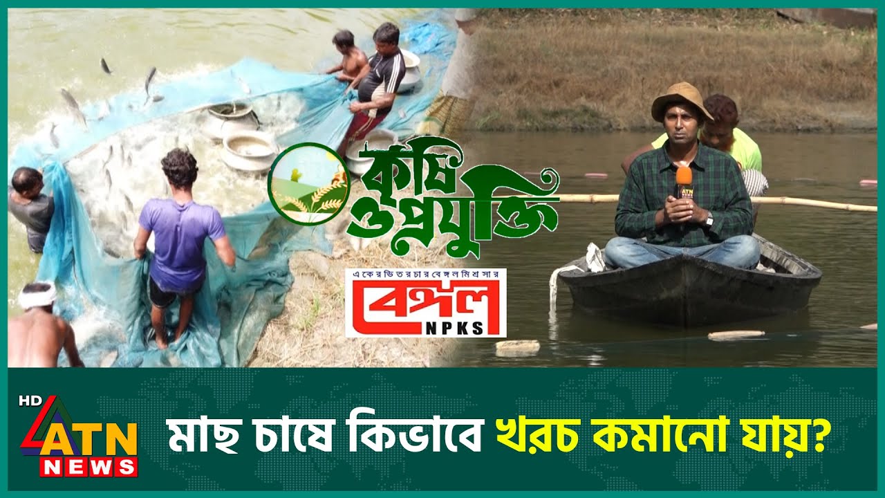 কম খরচে বেশি লাভে মাছ চাষ | Krishi O Projukti | Fish Farming | Sep 28, 2024 | ATN News