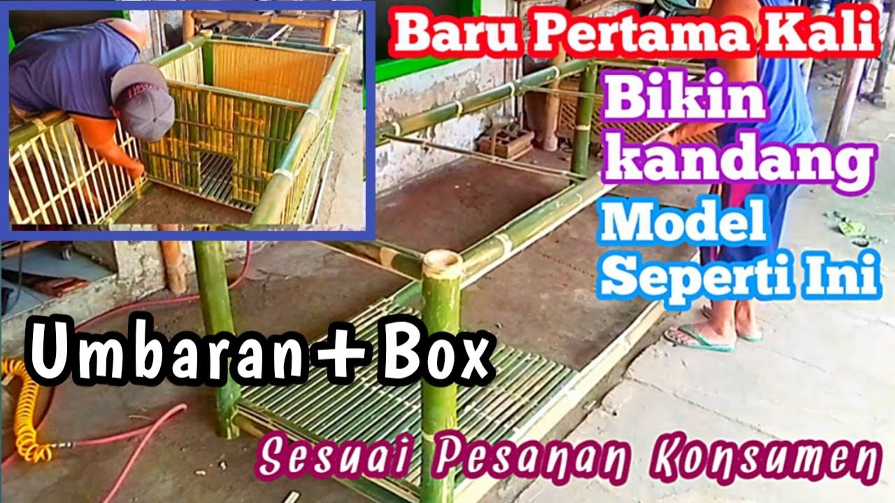 Cara Membuat Kandang Umbaran Ayam + Box | Request Konsumen
