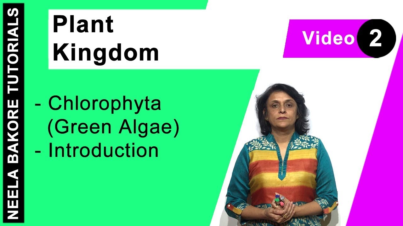 Plant Kingdom | NEET | Chlorophyta Green Algae - Introduction | Neela Bakore Tutorials