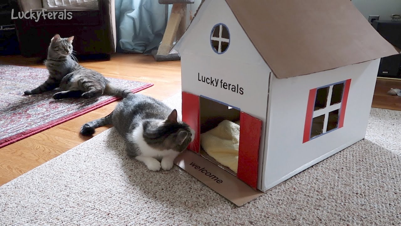 Stella's New DIY Cardboard Cat House