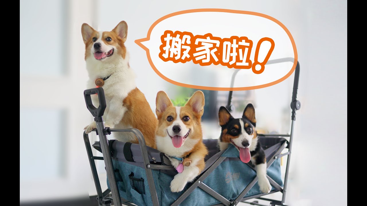 【小短腿Duby】带三只柯基租房搬迁，刚入住我们就把房东的床拆了