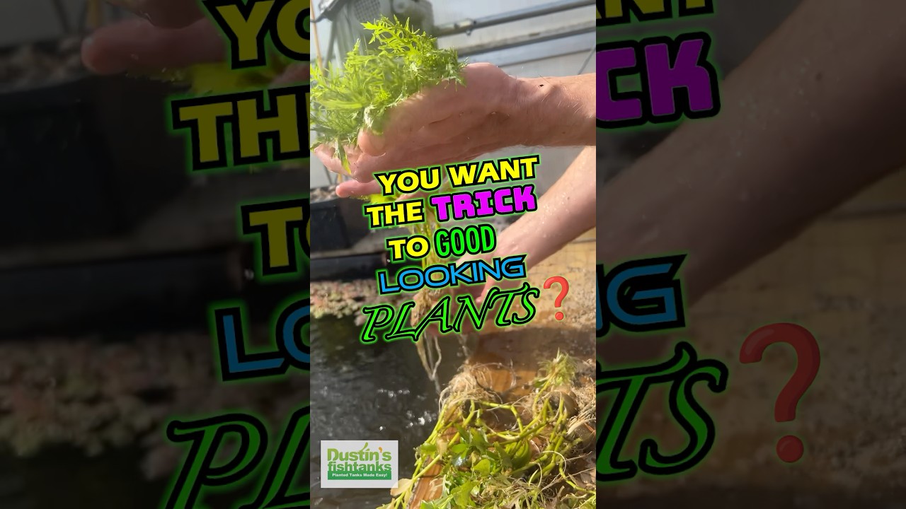 Trick To GOOD 😍 LOOKING PLANTS 🌱