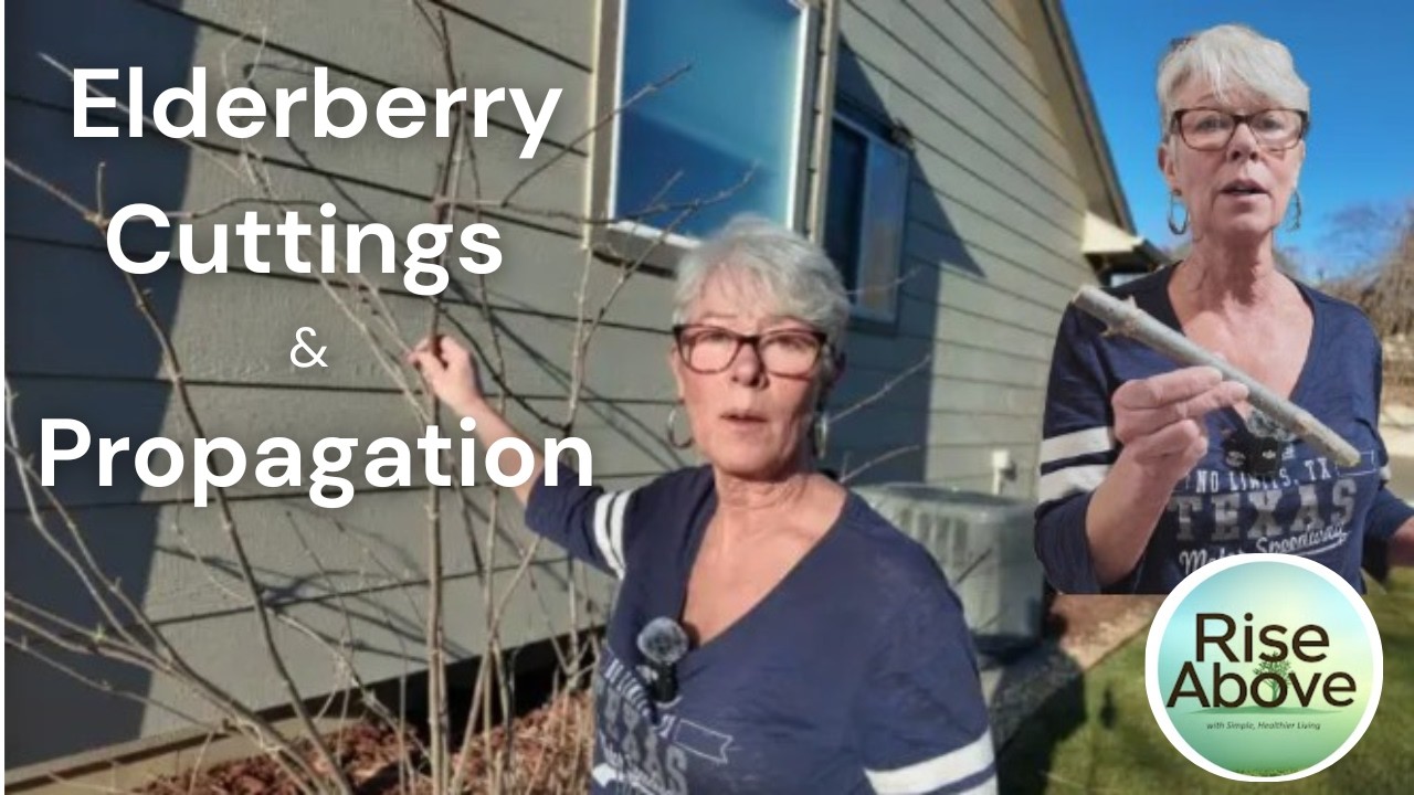 How to Prune Elderberry Canes in Dormancy + Propagate Cuttings for Free Plants!