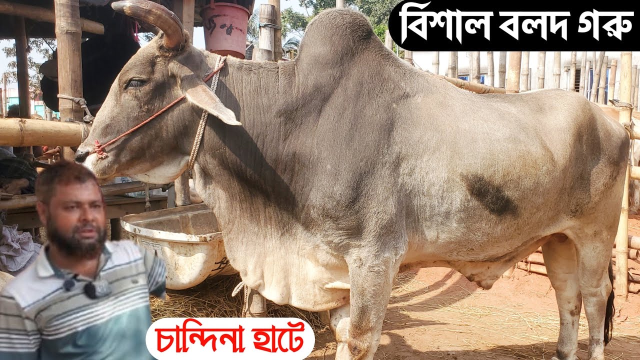 ৩১/০১/২৬@ চান্দিনা হাটে অনেক বলদ গরুর আমদানি কিন্তু বেচা বিক্রি কম নির্বাচনের জন্য |