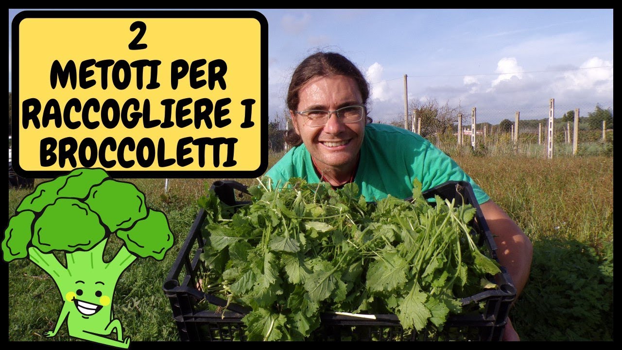 🥦 Come e Quando RACCOGLIERE i BROCCOLETTI (e le CIME di RAPA) velocemente 🥦 | Tutorial Agricoltura