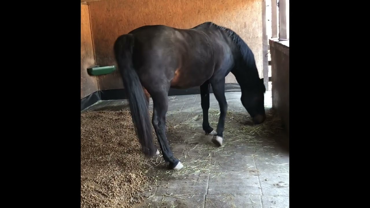 Miscanthus Erfahrungsbericht im Offenstall für Pferde