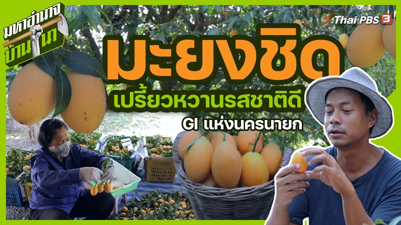 มะยงชิด เปรี้ยวหวานรสชาติดี GI แห่งนครนายก : มหาอำนาจบ้านนา