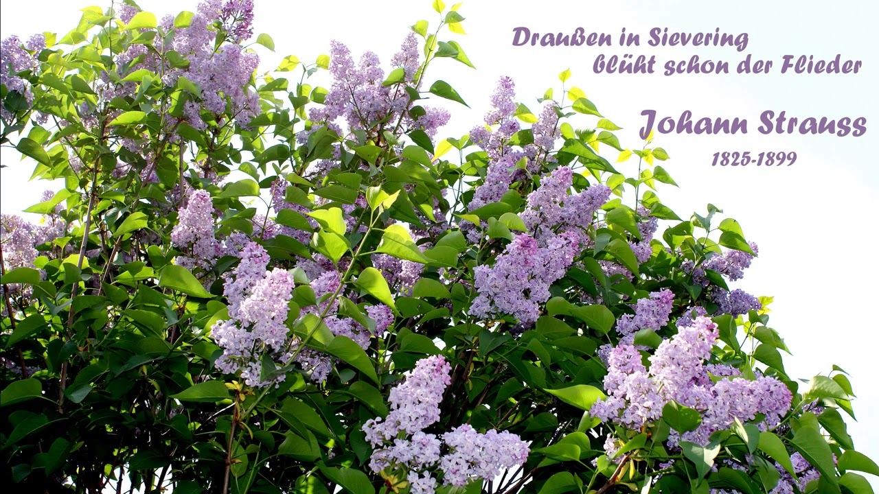 Johann Strauss ° DRAUSSEN IN SIEVERING BLÜHT SCHON DER FLIEDER ° Piano - Version