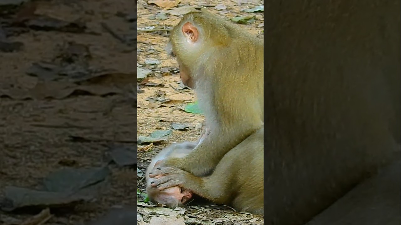 Million tear 😭 and Pity. 😭💔💔 #short #shorts #shortfeed #viral #virals