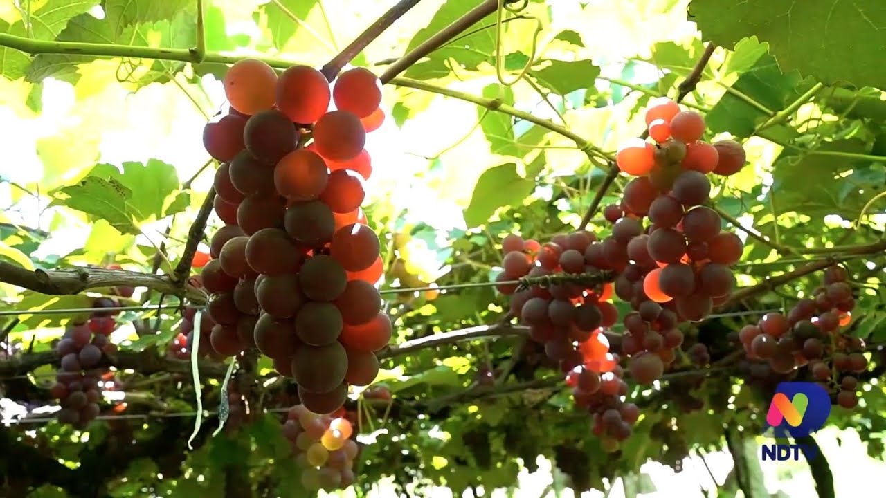 Agro Saúde e Cooperação - Uva e Vinho de SC