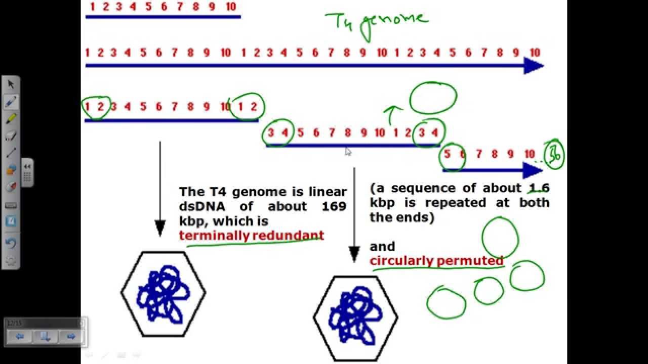 Genome structure of T4 phage