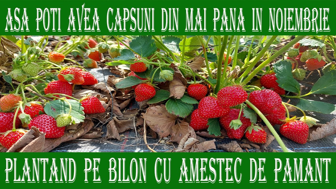 Căpșuni tot anul? Află cum poți culege din mai până în decembrie!
