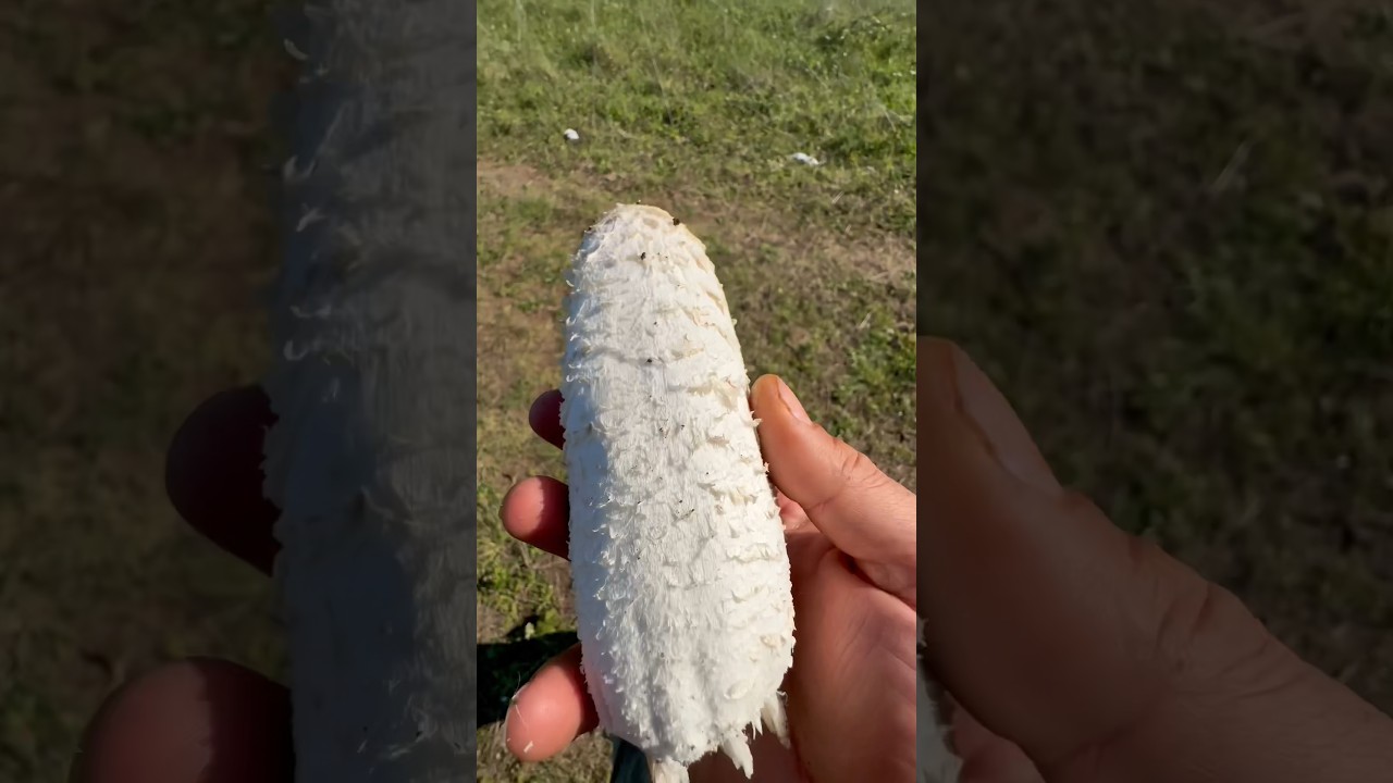 ЕСЛИ ТЫ ЗНАЕШЬ ПРИРОДУ, ТЫ НЕ ОСТАНЕШЬСЯ ГОЛОДНЫМ (гриб зёбелен)