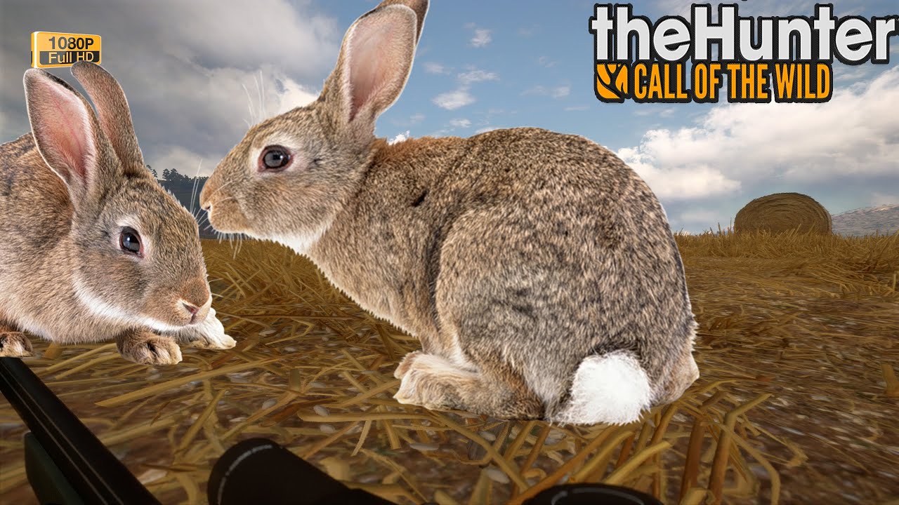 THEHUNTER COTW #107 LIÈVRE D'EUROPE - CHASSE AUX LAPINS