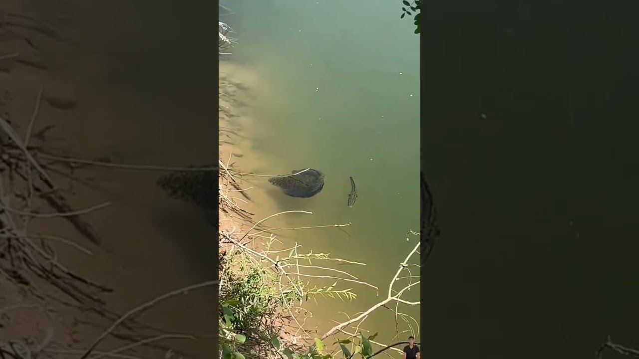 snekhead fish #maral ke bacche #snekhead baby care #fishingadventures #river monster #tiger snekhead