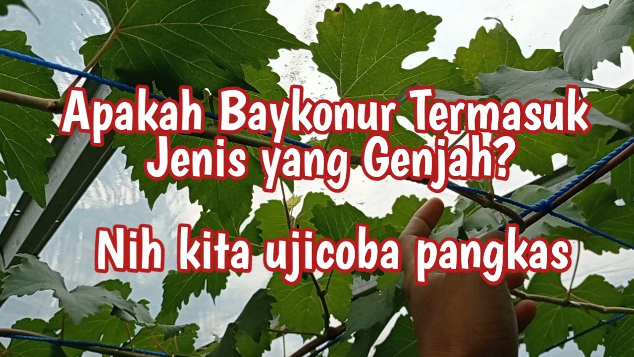 Pangkas pembuahan anggur baykonur di usia muda, iseng aja buahinnya