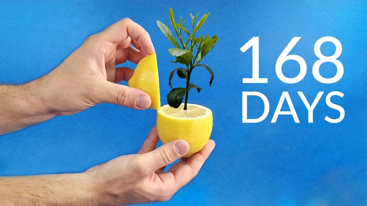 Growing LEMON TREE Time Lapse
