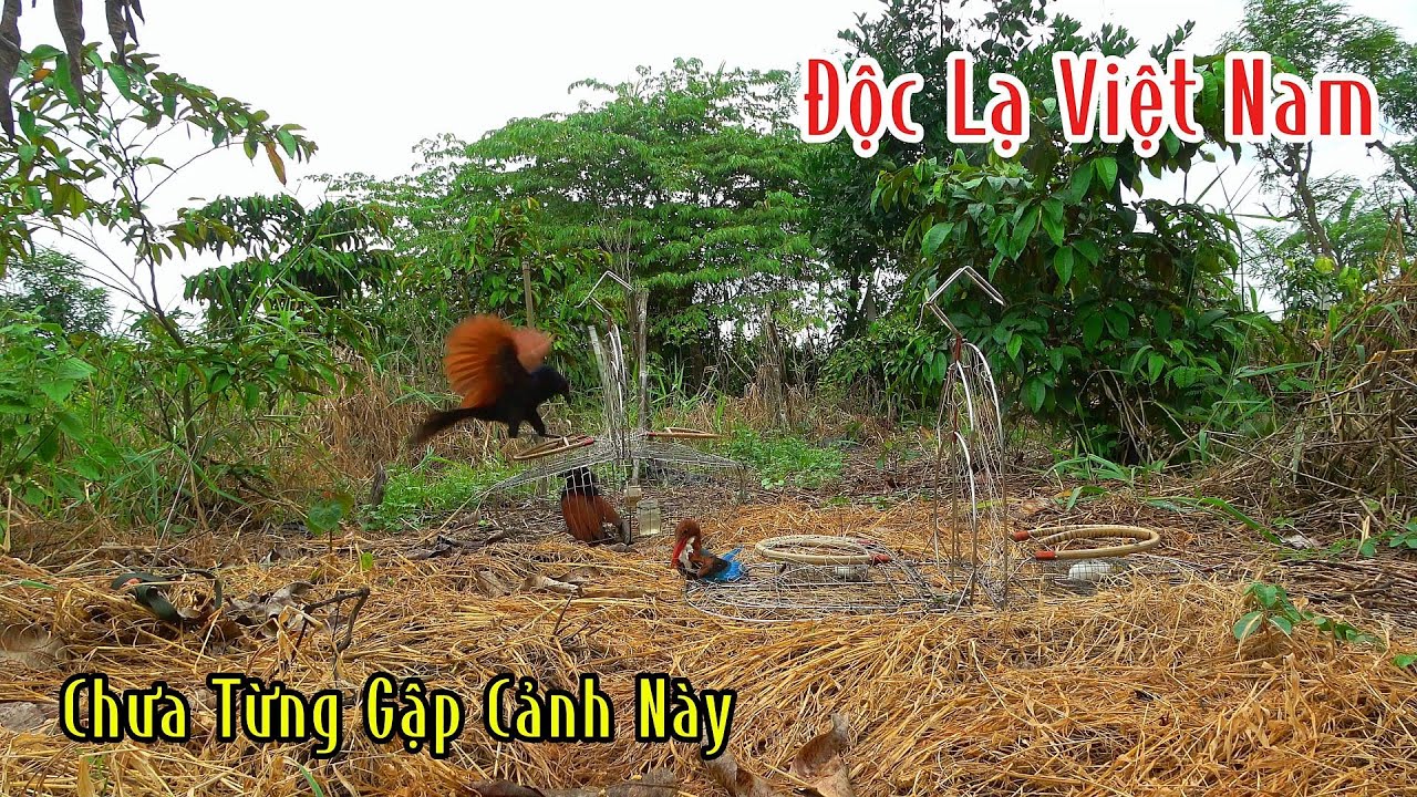 Độc Lạ Việt Nam Chuyện Không Thể Tin Nổi Bẫy Chim Bìm Bịp Mà Dính Con Này | Đam Mê Săn Bắt