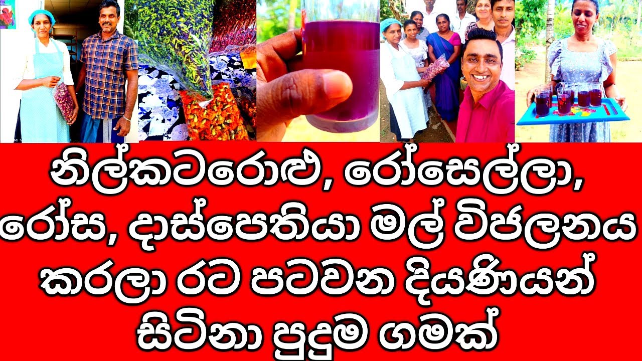 Nil Katarolu Mal, Rosa, Das & Rosella Flower Dehydration for Export & Farm Wife Factory in Sri Lanka