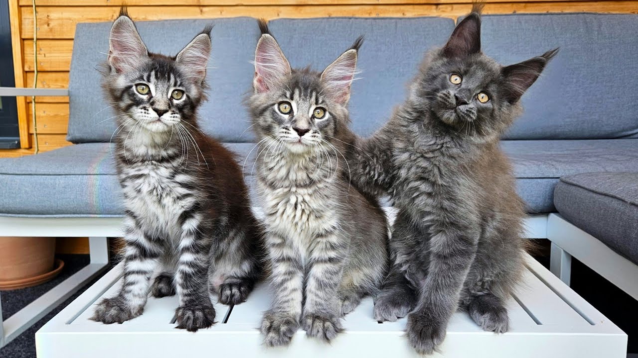Happy Maine Coon Kittens on the Balcony!