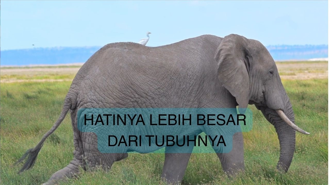 Gajah Bisa Berduka? Sisi Emosional Hewan Raksasa yang Jarang Dibahas