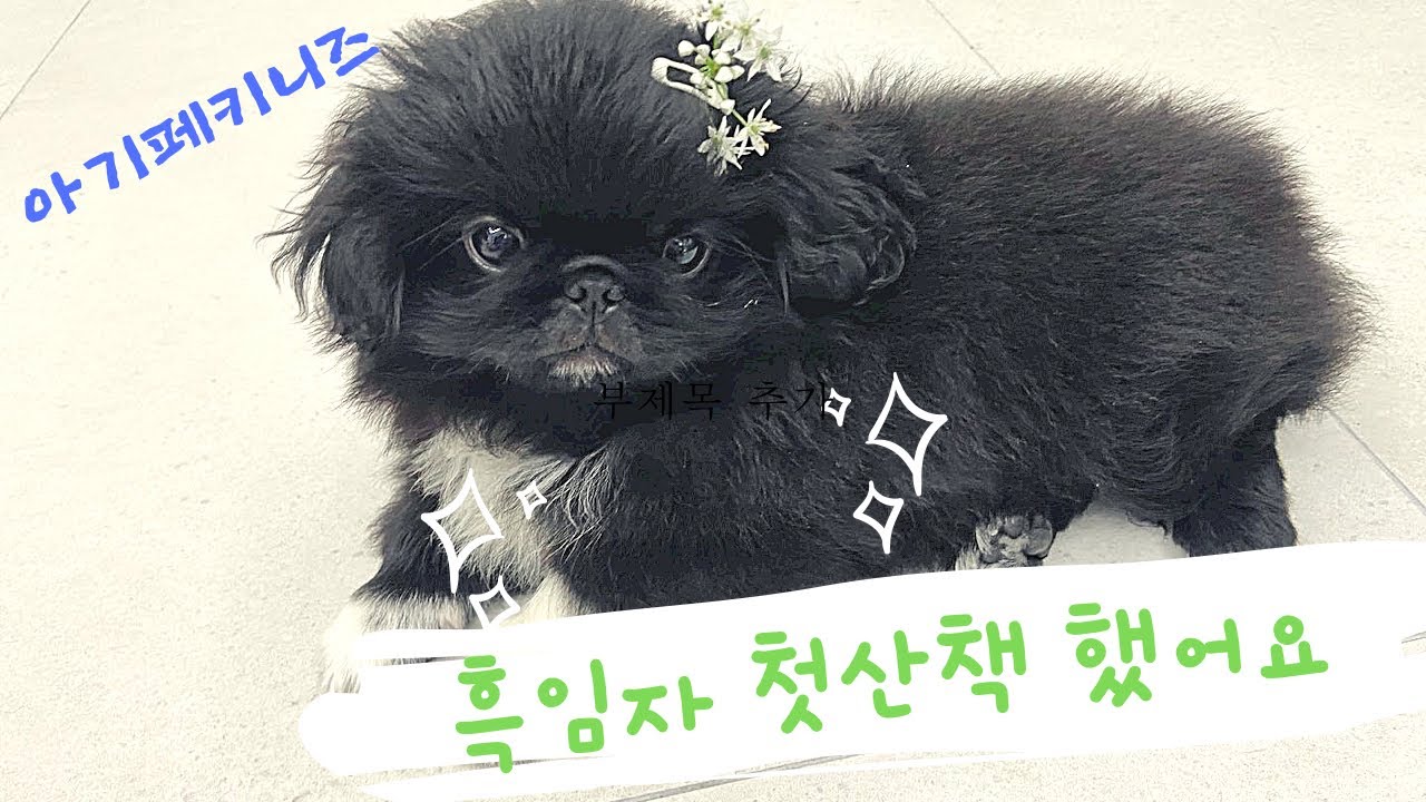 흑임자 산책훈련 | 그리고 첫 산책 | 토끼아니에요 강아지에요