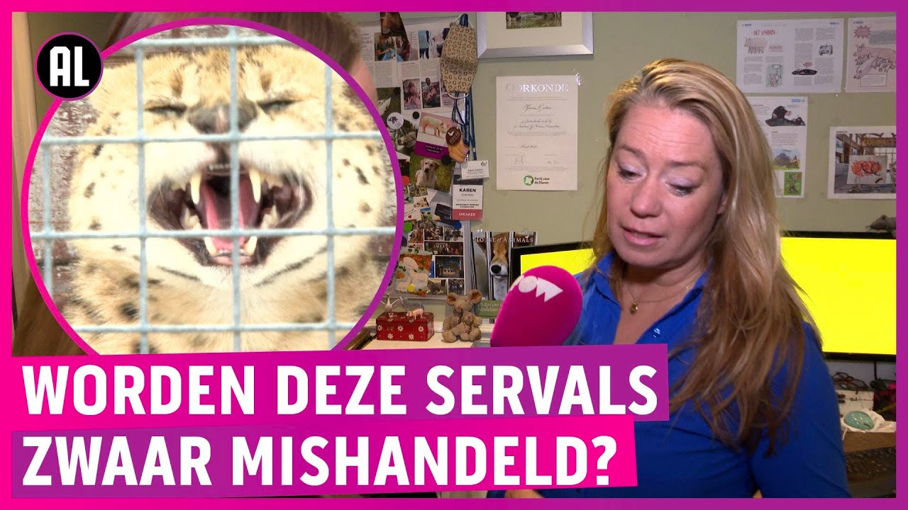 Wilde kattenfokker zwaar in de clinch met House of Animals!