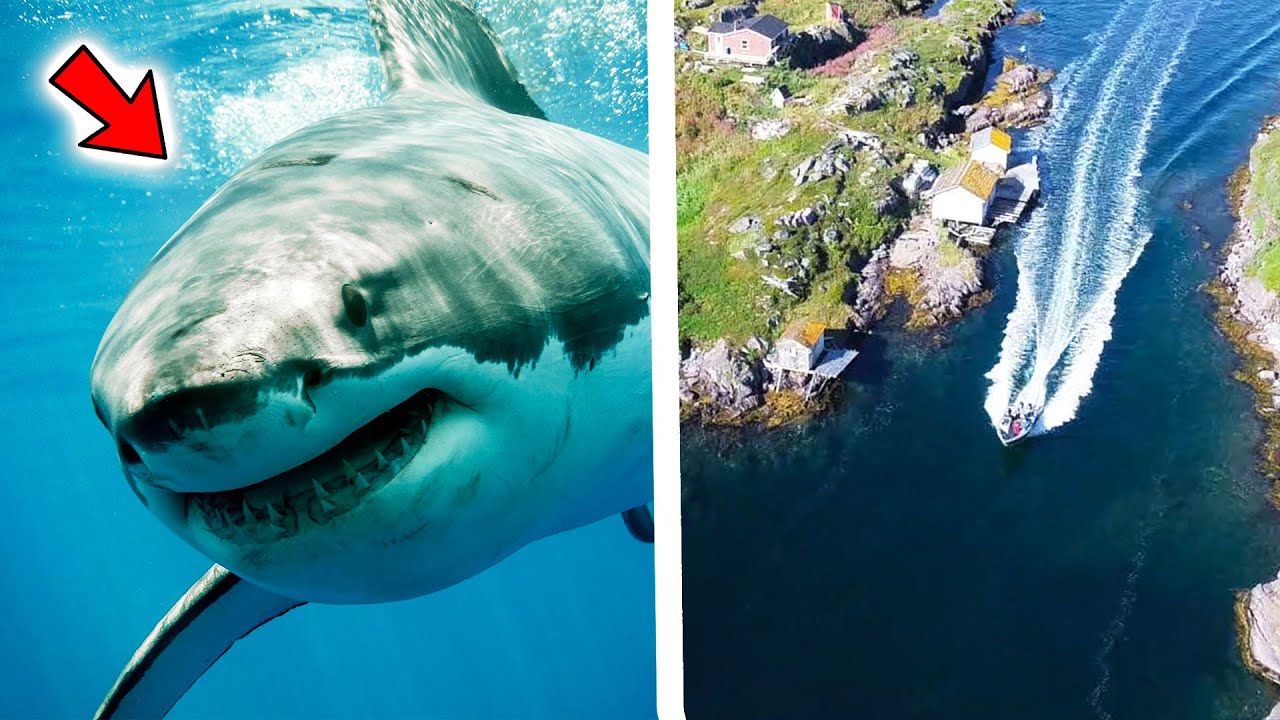 SHARK FISHING Off The Coast of Newfoundland! - (Adventures Unknown S.1- Ep.2)