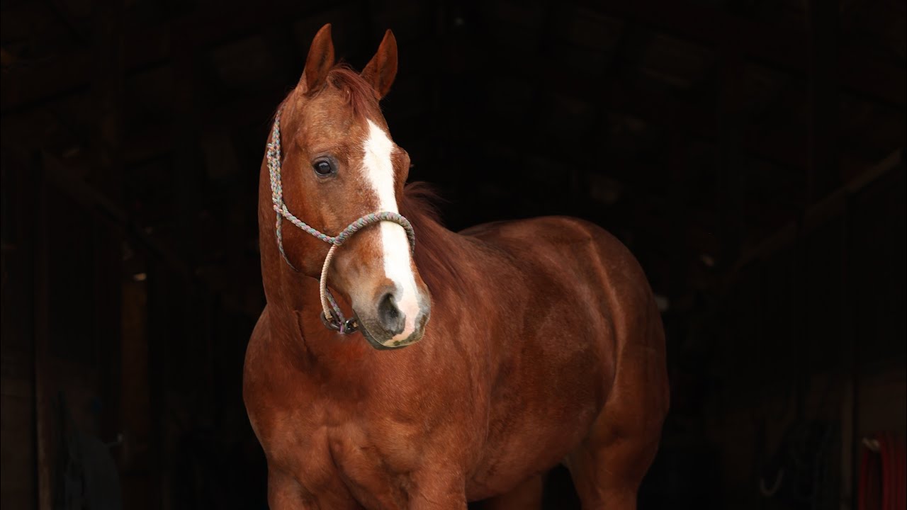 Just Being Hilarious (2017 barrel racing mare)