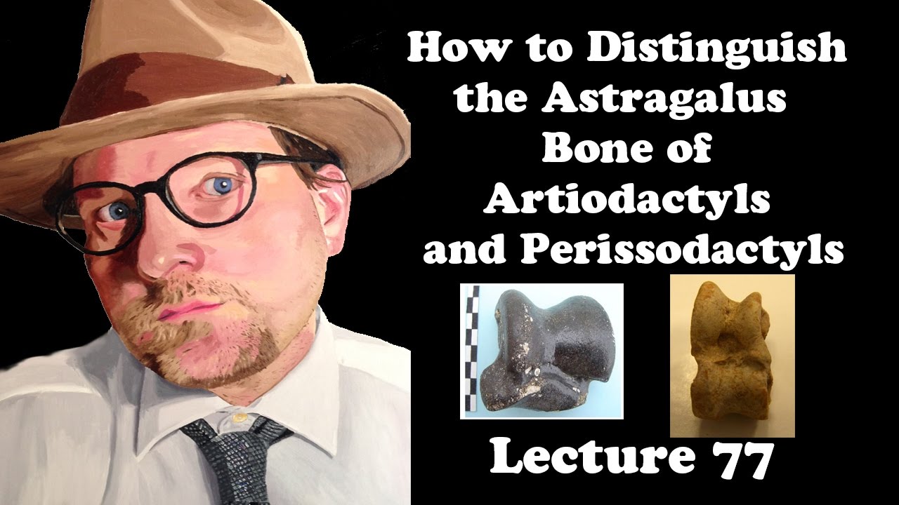 Lecture 77 How to Distinguish the astragulus bone of perissodactyls and artiodactyls.