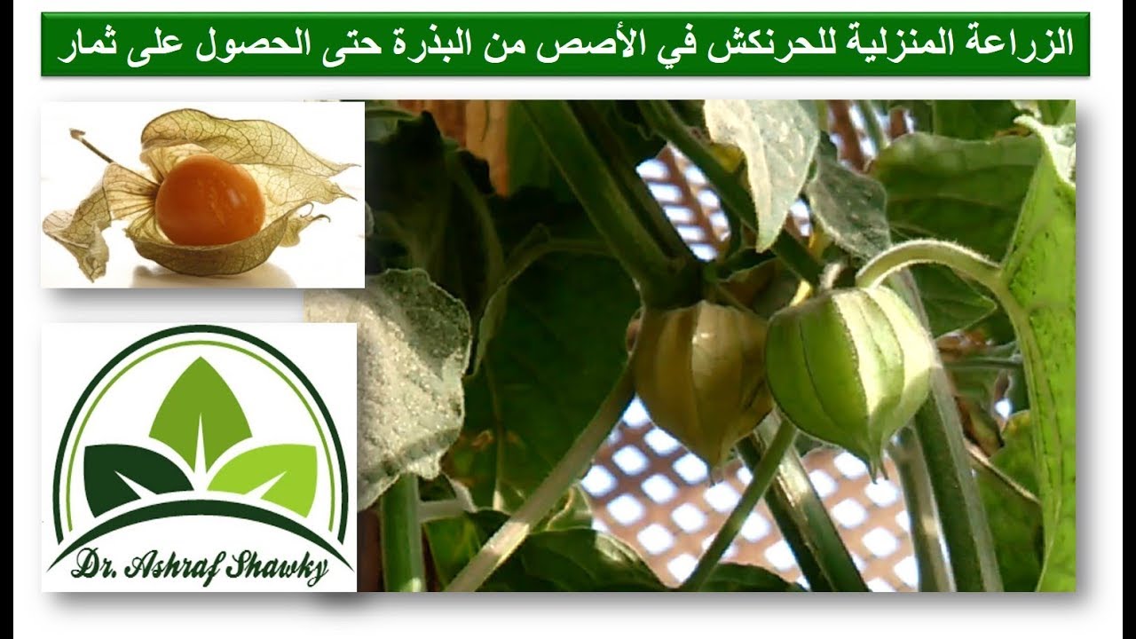(104) زراعة الحرنكش فى الأصص بالتفصيل | الزراعة المنزلية