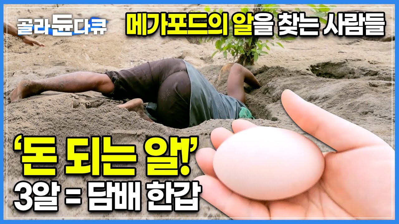 새가 알을 낳자마자 엄청나게 몰려오는 사람들│마을의 화폐로 취급되는 ‘메가포드의알’│과연 그 맛은 어떨까│세계테마기행│#골라듄다큐