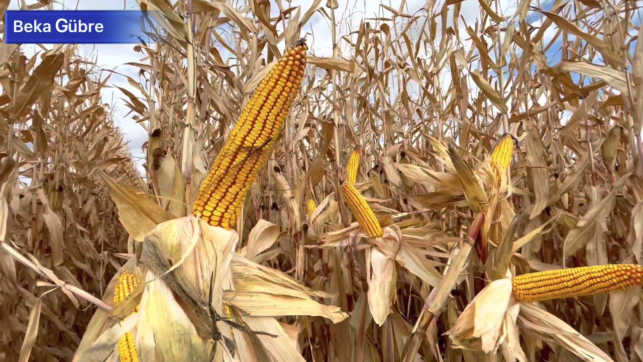 LG 31545 Mısır Hasadı. #bekagübre 🌱