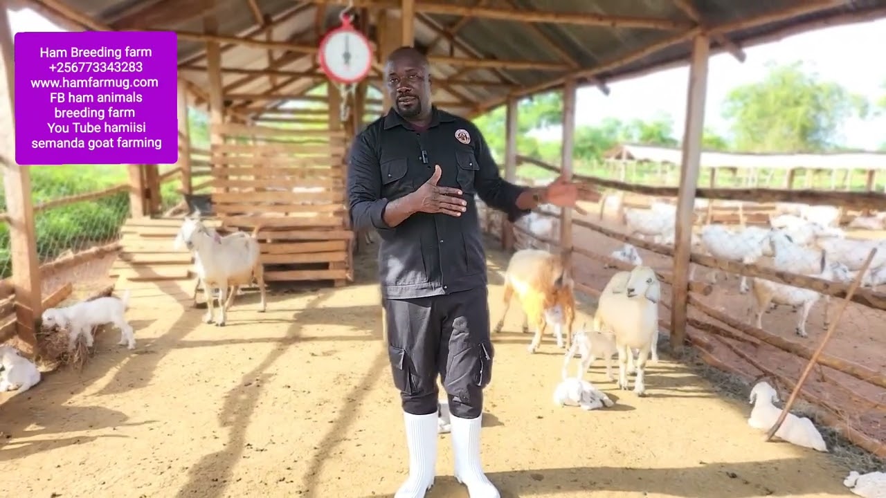 zero death of goats kids if u follow this ( stop death in goat kids )