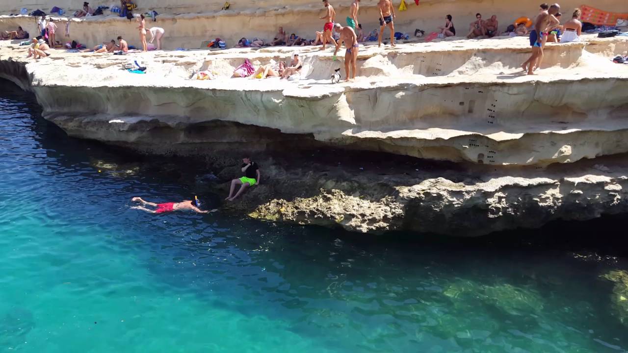Jumping dog Jack Russell Terrier in Malta