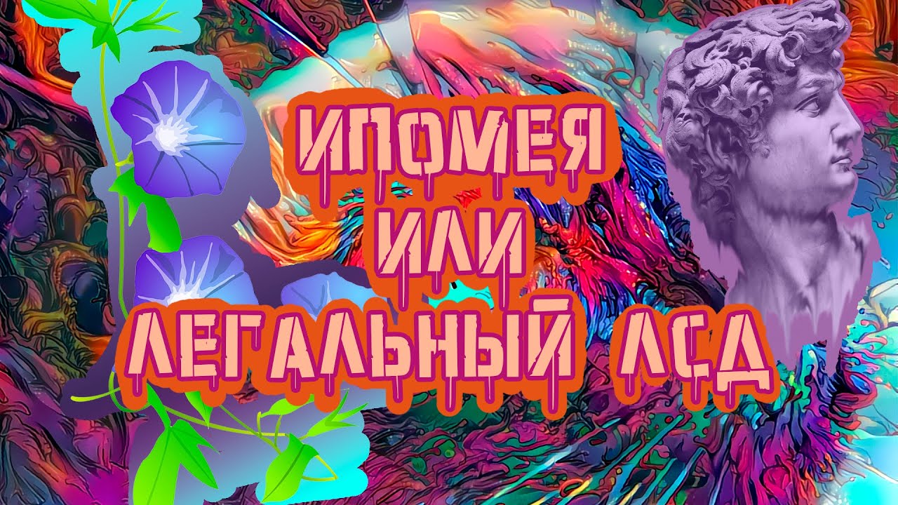 Семена Ипомеи - Недавно Легальный Аналог ЛСД???