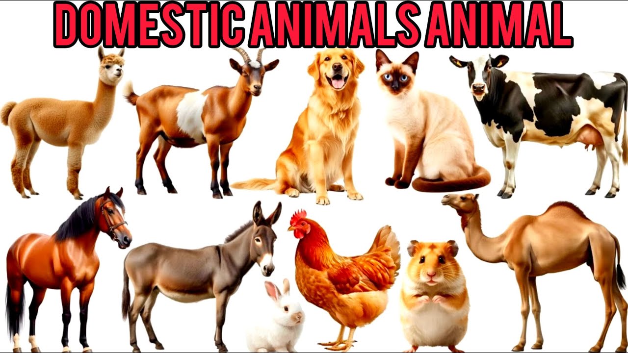 Animal Names for Kids |Domestic Animals |Cute Pet & Domestic Animals with Pictures