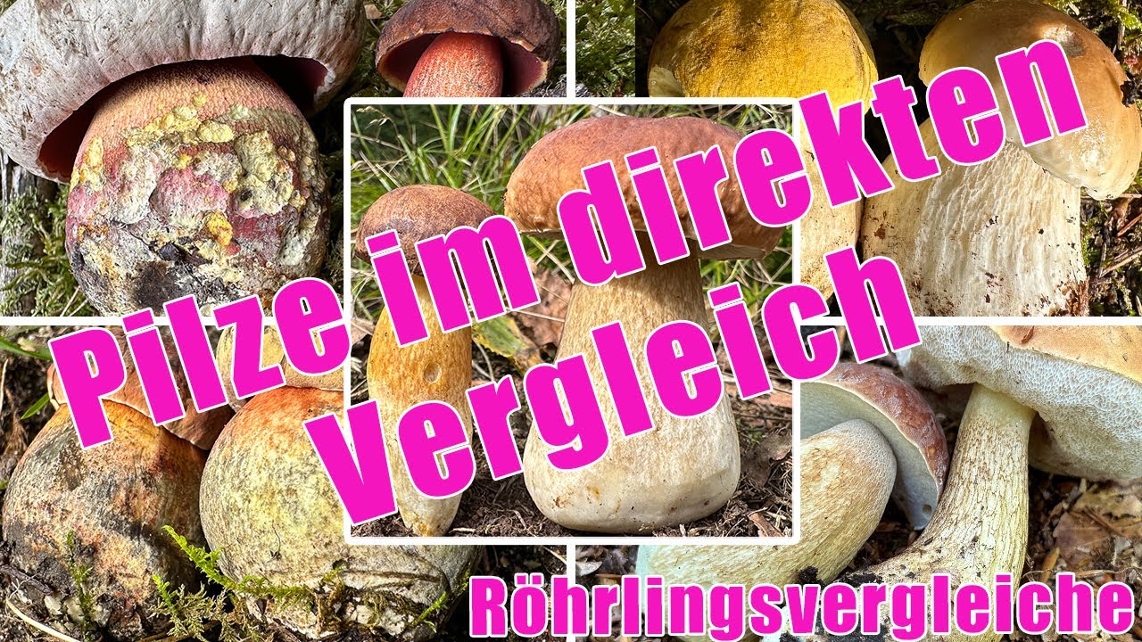 Satansr&ouml;hrling oder Hexenr&ouml;hrling? Steinpilz oder Gallenr&ouml;hrling? R&ouml;hrlinge im direkten Vergleich