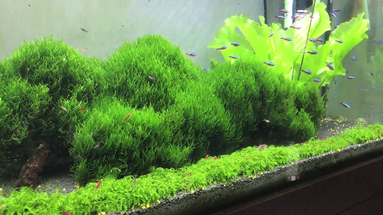 Flame moss & Weeping moss , planted aquarium