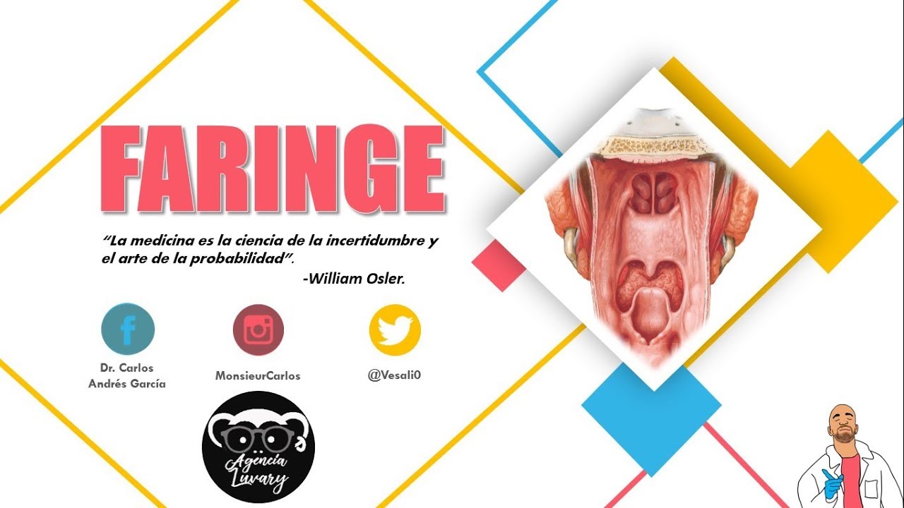 Anatomía - Faringe Pt. I (Naso, Oro y Laringofaringe, Vasos y Nervios)