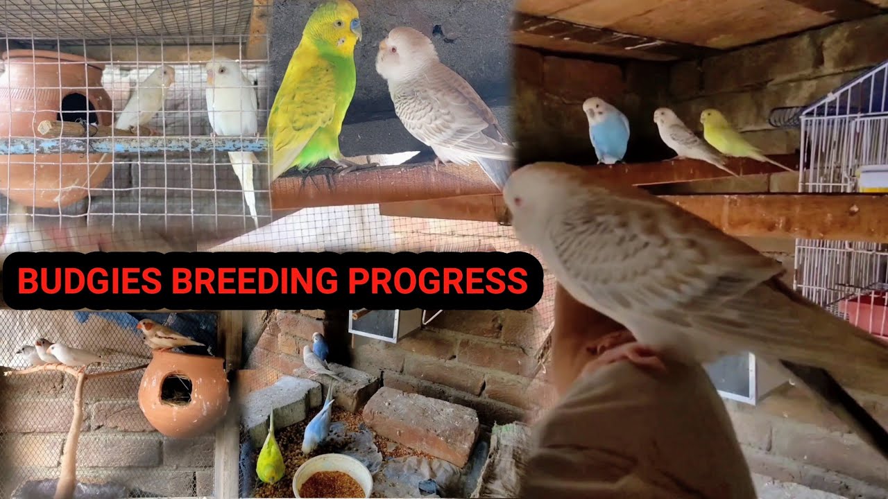 Budgies Breeding Progress || Fellow Budgies || Budgies Chicks Feeding || Zebra Finches || Love Birds