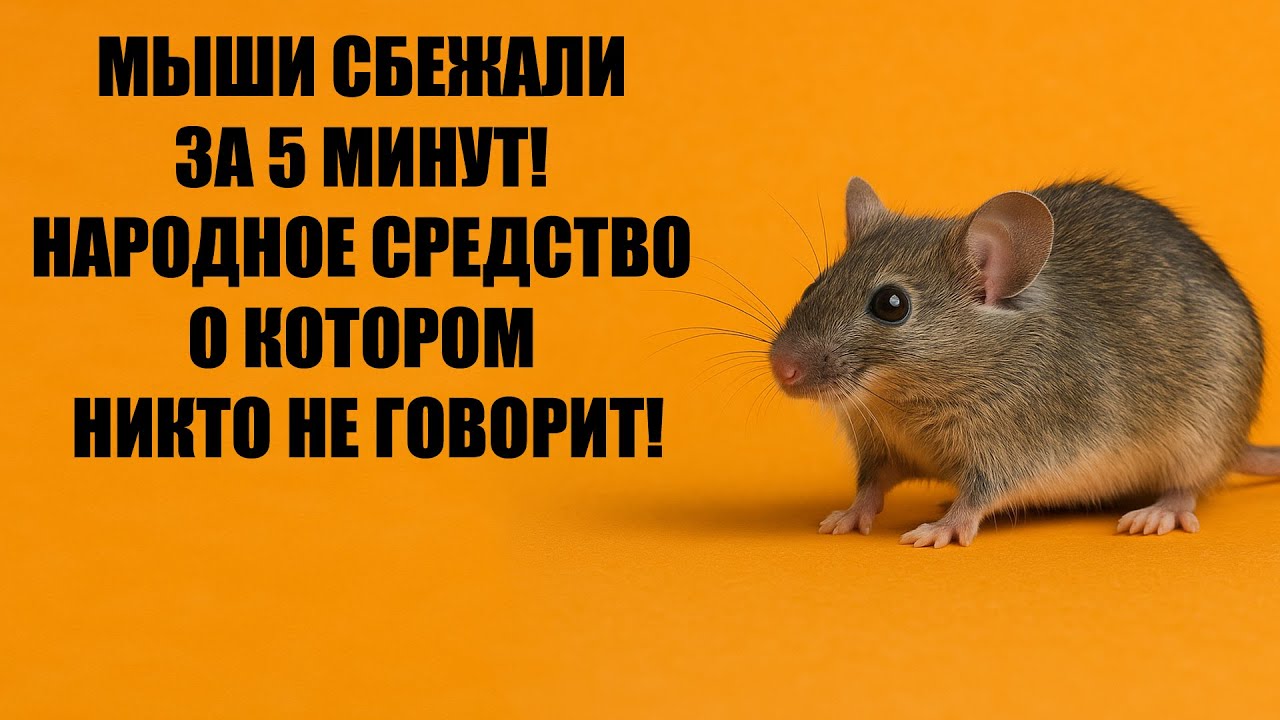 Как избавиться от Мышей и Крыс, самый быстрый и рабочий способ!