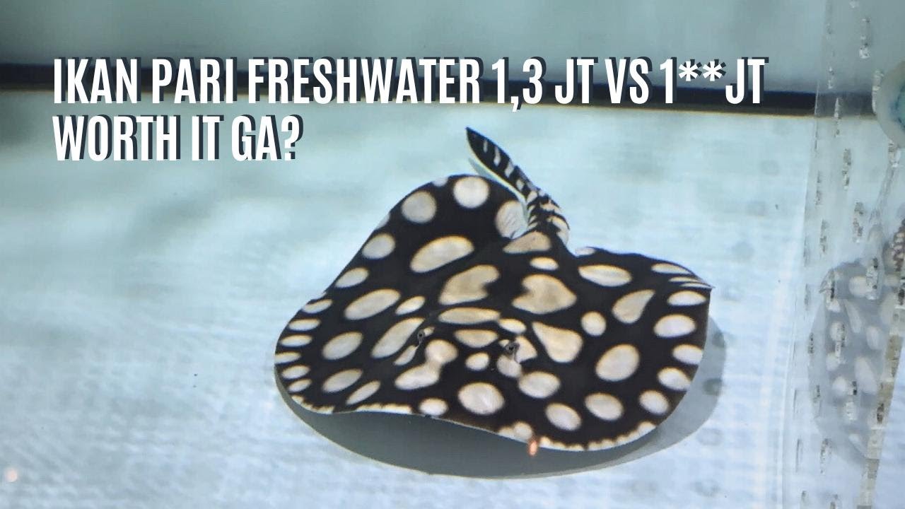 Ikan Pari Freshwater 1,3 juta vs 1** juta - Worth it ga sih? | Fish and Furious Gallery