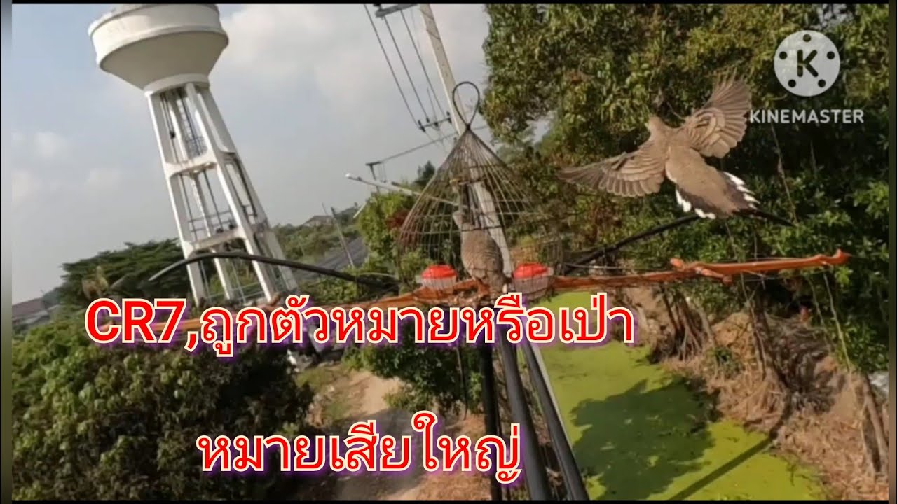 #ต่อนกเขาชวา EP561 CR7หมายเสียงดี อ.กองวัดดอน #ต่อนกเขาใหญ่ #นกเขาใหญ่ต่อเพนียด #นกเขาใหญ่ต่อดิน