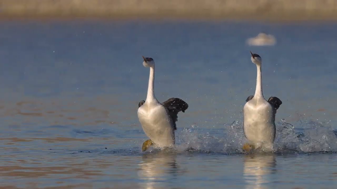 Grebe Courtship Display (slow-motion)
